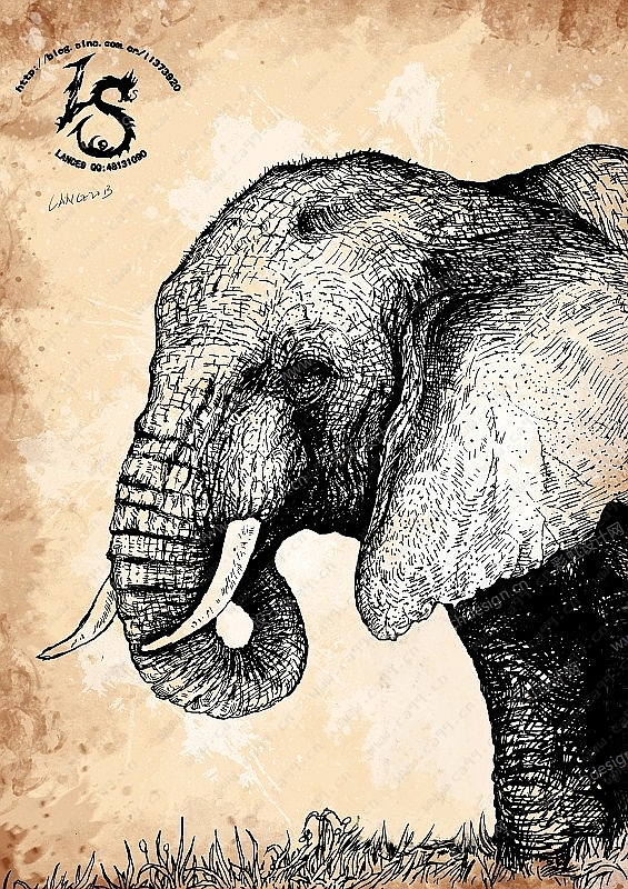 手绘动物大象插画