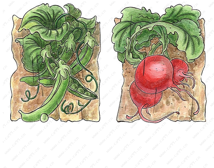 蔬果系列之手绘陶瓷 树脂摆件九