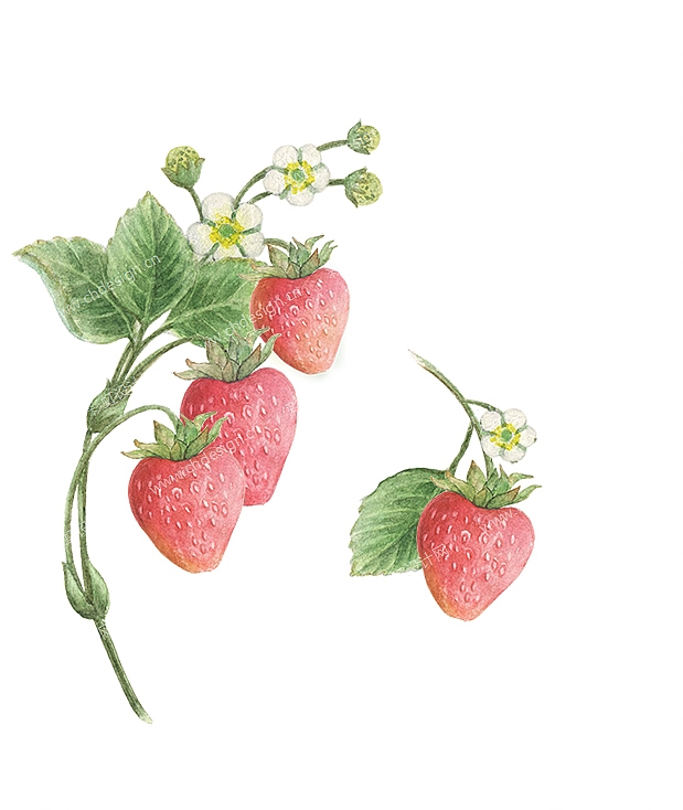 草莓图案