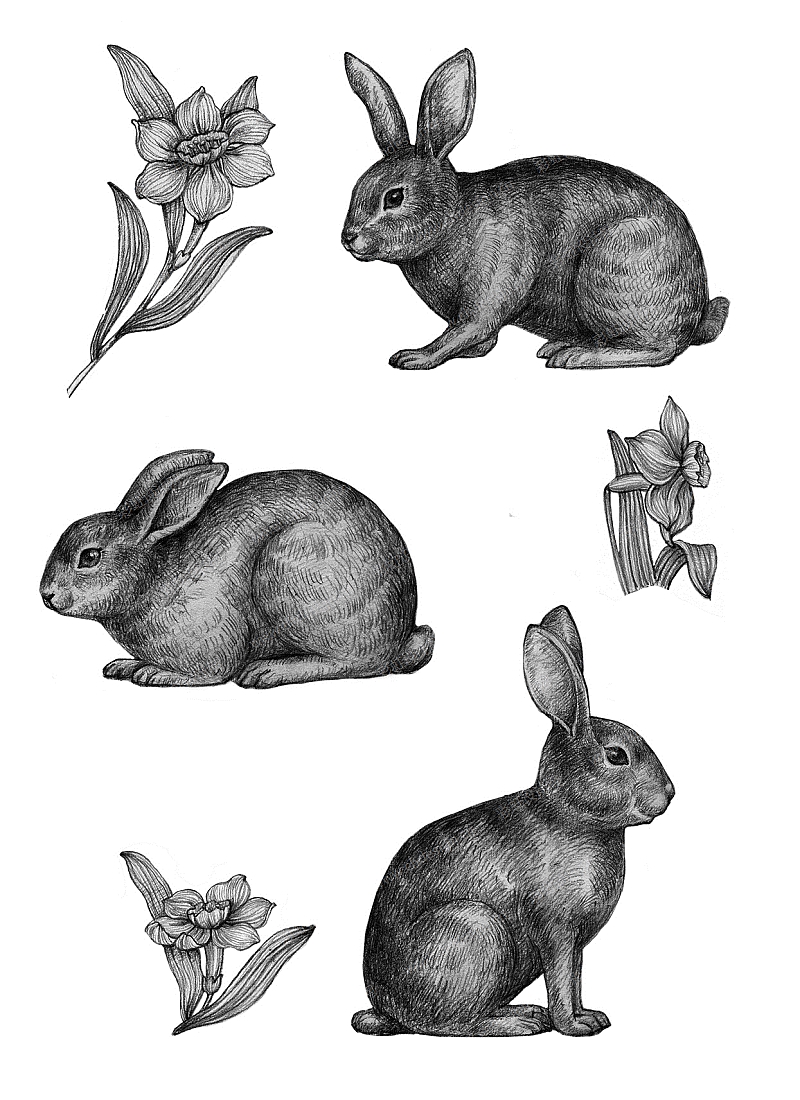 黑白画兔子