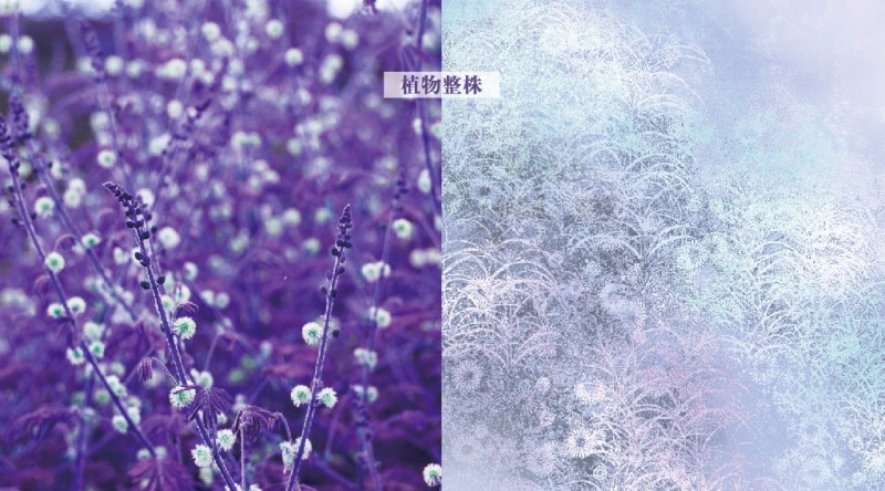 2018流行色& 单品设计｜花卉的灵感