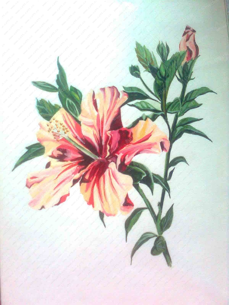 扶桑花的画法手绘图片